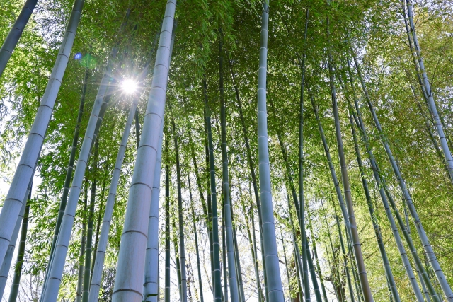 竹林の写真